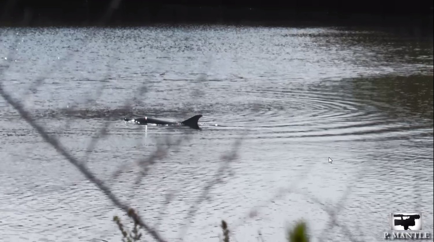 Early Findings Revealed In East Rockaway Dolphin Death Herald 